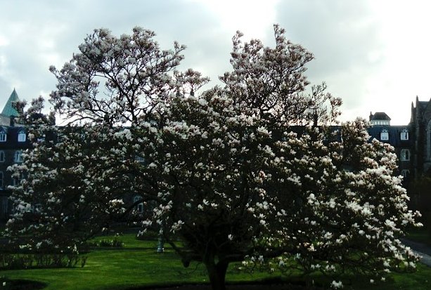 Maynooth, Co. Kildare